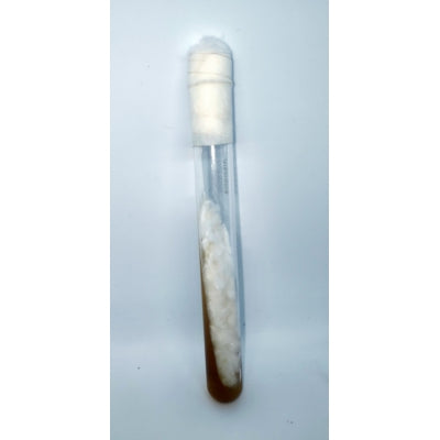 SporeKart Shroomness Elm Oyster Mushroom Culture in Test-tube
