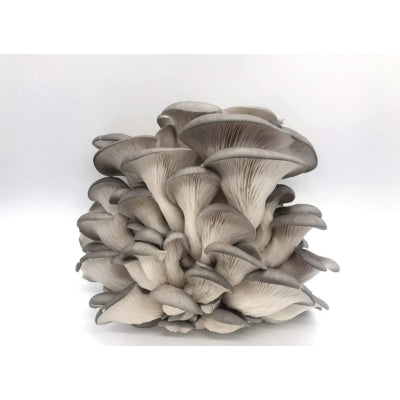 SporeKart Shroomness Elm Oyster Mushroom Culture in Test-tube