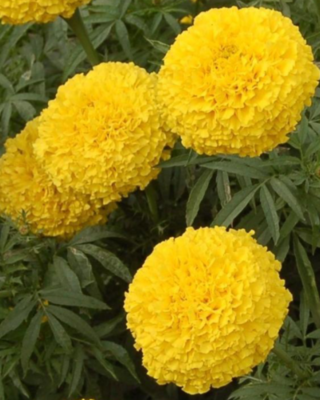 Grow Delight Marigold F1 Yellow