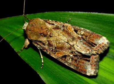 Combo Pack of Funnel Pheromone Trap + FAW Pheromone Lure