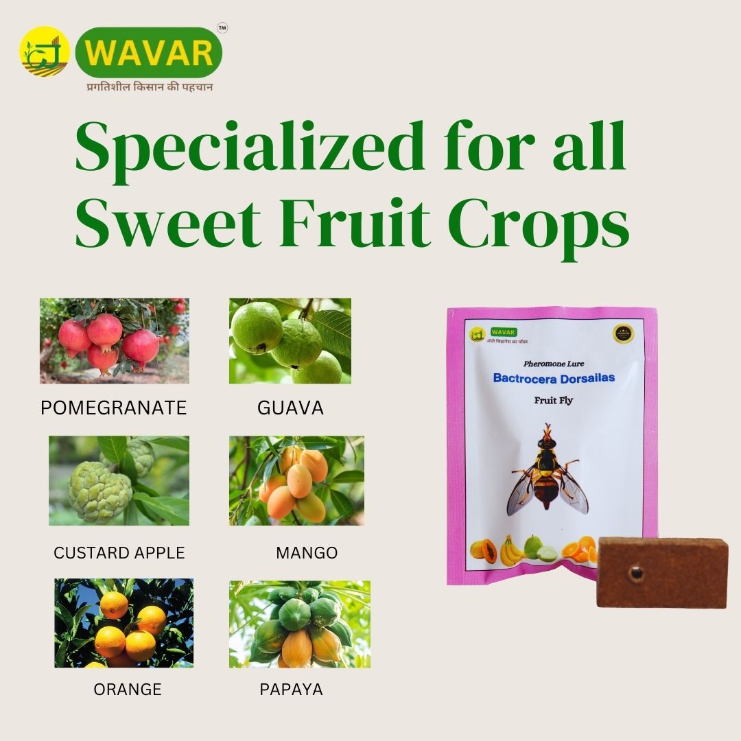 Wavar Fruit Fly Trap with Bactrocera Dorsalis Lure