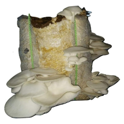 SporeKart White Oyster Mushroom Spawn (Seeds)
