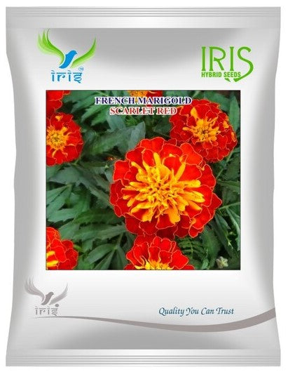 Iris Imported OP French Marigold 300+ Seeds