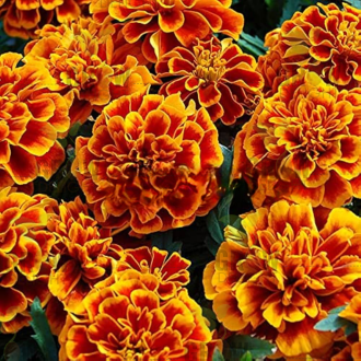 Grow Delight Imported French Marigold Scarlet Red