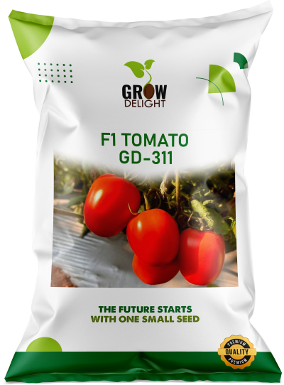 Tomato F1 GD-311