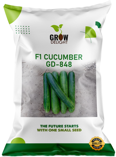 Cucumber / Kakri F1 GD-848