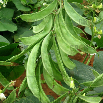 Grow Delight Dolichos Beans GD-98