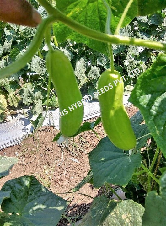 Cucumber / Kakri F1 Iris Ganesha