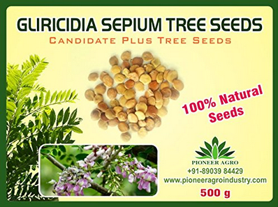 Gliricidia Sepium Tree Seed 500 grams