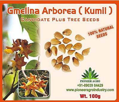 Gmelina Arborea / Gamhar Tree Seed