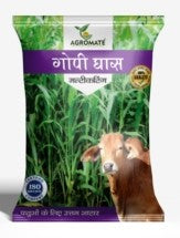Fodder Gopi Ghas Seed 100 grams