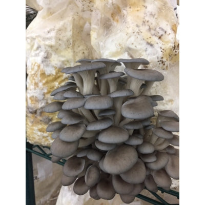 SporeKart Shroomness Grey Oyster Mushroom liquid Spawn (250ml)