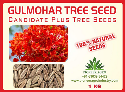 Delonix Regia / Gulmohar Tree Seed 1 Kilograms