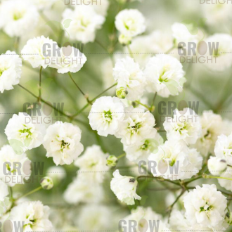 Grow Delight Imported Gypsophila White