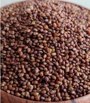 Fodder Hedge lucerne (Dashrath Ghas)