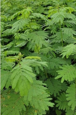 Fodder Hedge lucerne (Dashrath Ghas)