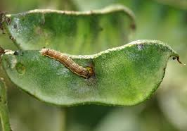 Combo Pack of Funnel Pheromone Trap + Helic - o Pheromone Lure