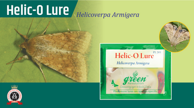 Helic - o - Lure / Helicoverpa Armigera Pheromone Lure