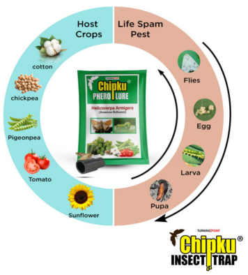 Chipku Pheromone Funnel Trap with Helicoverpa Lure Pack of 10