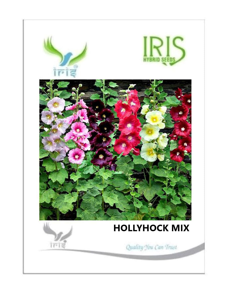 Iris Imported Hollyhock Mix 15 Seeds