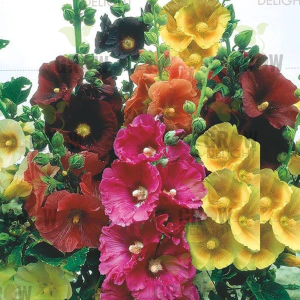 Grow Delight Imported Hollyhocks Mix