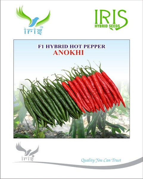 Chilli / Hot Pepper F1 Iris Anokhi 10 grams
