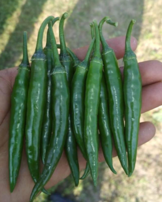 Chilli / Hot Pepper F1 Shotgun