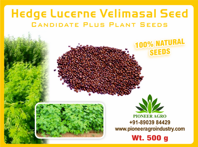 Hedge Lucerne / Velimasal Fodder Seed