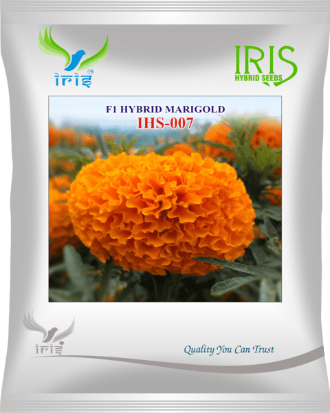 Marigold Orange Iris F1 IHS-007 - 1000 seeds
