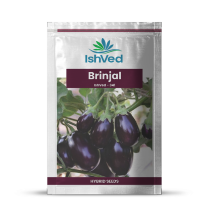 Brinjal IVBJH-341 10 grams