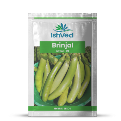 Brinjal IVBJH-371 10 grams