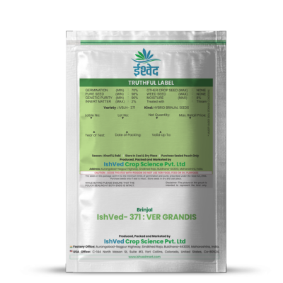 Brinjal IVBJH-371 10 grams