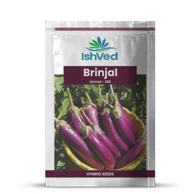 Brinjal IVBJH-385 10 grams