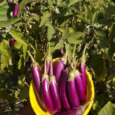 Brinjal IVBJH-385 10 grams