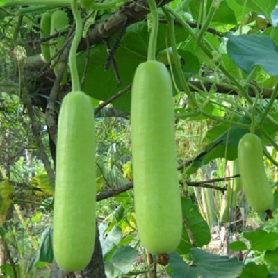 Bottlegourd / Lauki IVBTH-401 50 grams