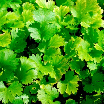 Coriander / Dhaniya IVCOR-951 500 grams