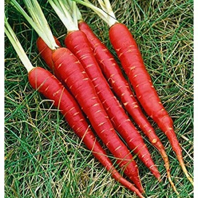 Carrot IVCTH-901 250 grams