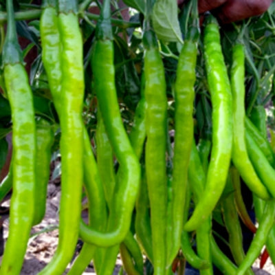 Chilli / Hot Pepper IVHPH-3