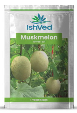 Muskmelon / Kharbooja IVMMH-801 50 grams