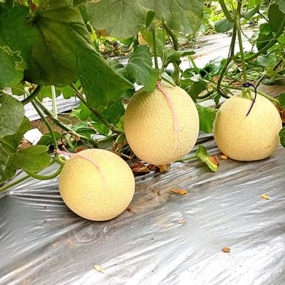 Muskmelon / Kharbooja IVMMH-801 50 grams