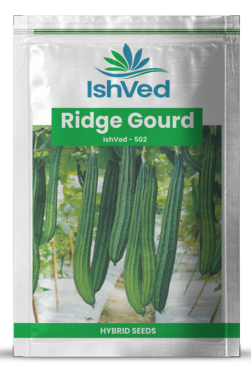 RidgeGourd / Turai IVRGH-502 50 grams