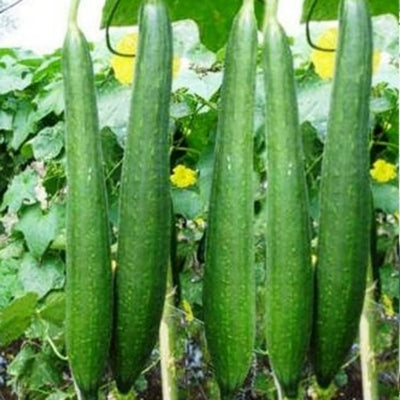 SpongeGourd / Galki IVSGH-552 50 grams