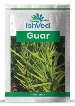 Clusterbean / Guar IVTMP-03 250 grams