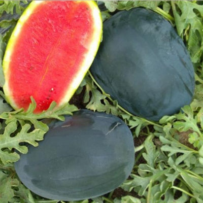 Watermelon IVWMH-751 50 grams