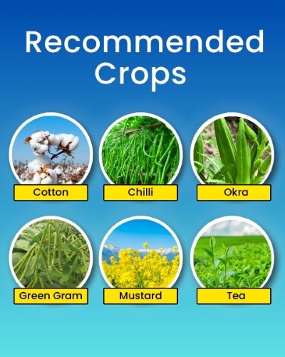 Katyayani K-Acepro - Acetamiprid 20% SP