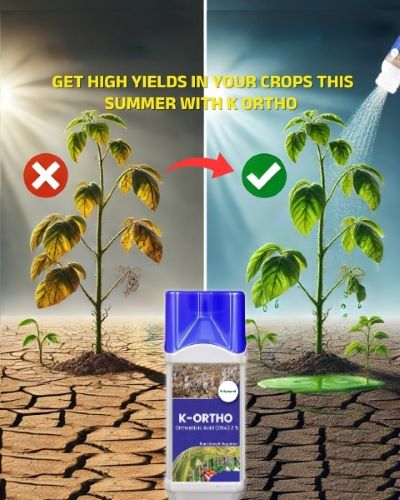 Katyayani K-Ortho - Orthosilicic Acid (OSA) 2 %