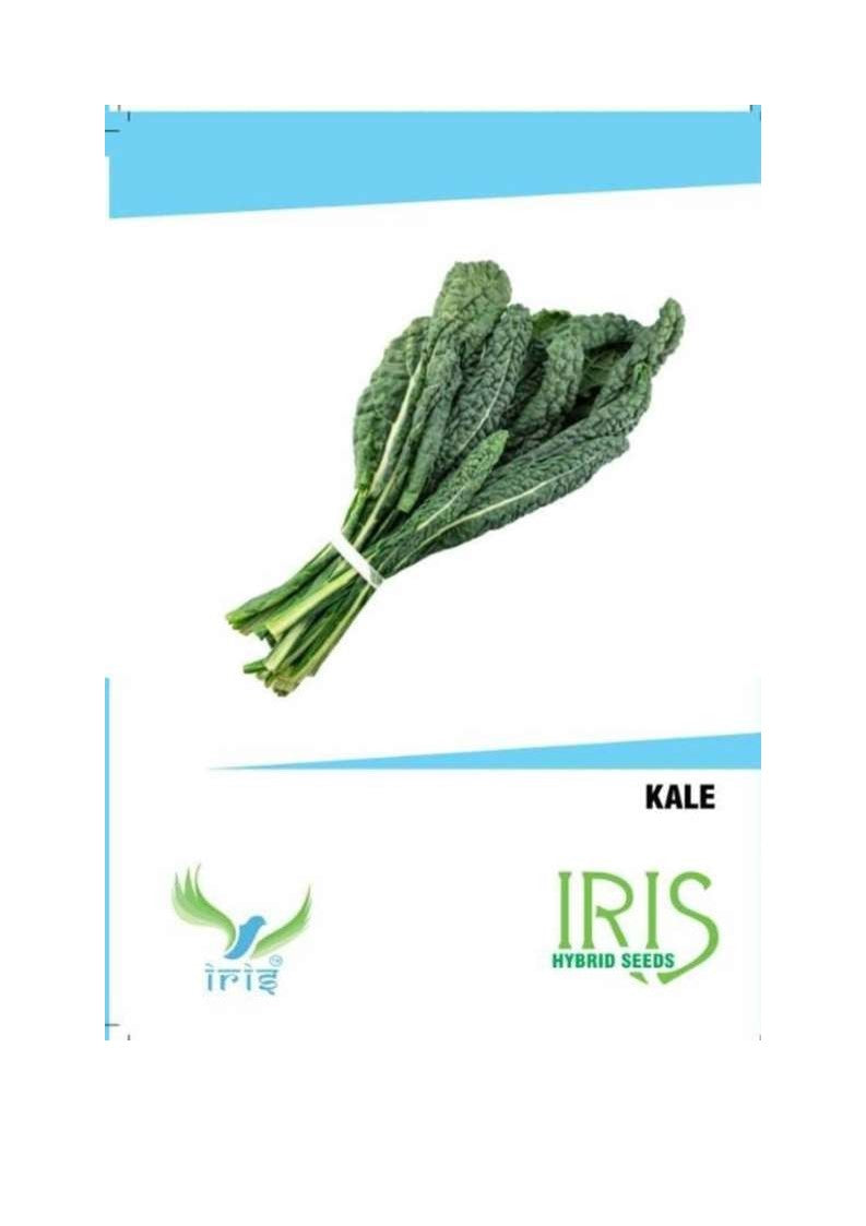 Iris Imported Kale