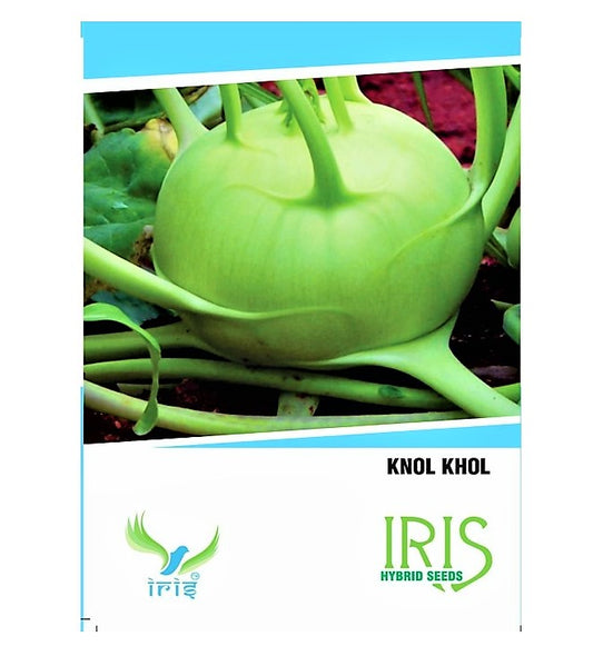 Iris Imported Knol Khol