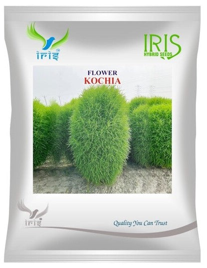 Iris Imported OP Kochia 300+ Seeds