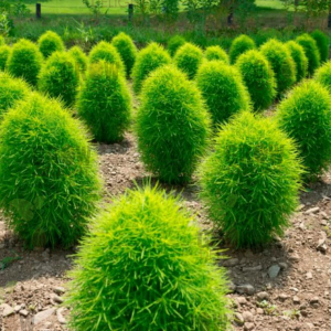 Grow Delight Imported Kochia